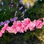 Prunus triloba Flor