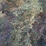 Anabasis articulata List