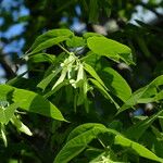 Tilia americana Fruit