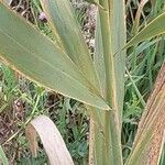 Phragmites australis Levél