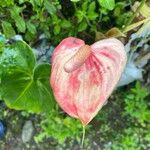 Anthurium nymphaeifolium Floare