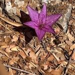 Colchicum variegatum Flower