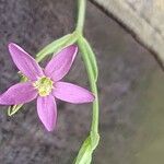 Centaurium pulchellum Кветка