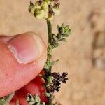 Heliotropium bacciferum Fruit