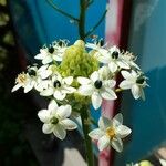 Melomphis arabica Virág