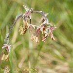 Thalictrum alpinum Hedelmä