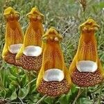 Calceolaria uniflora പുഷ്പം