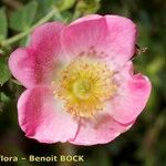 Rosa × dumetorum Flor