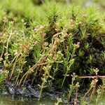 Crassula vaillantii Hábito