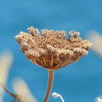 Daucus pusillus 花