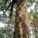 Tabebuia roseoalba Bark