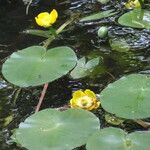 Nuphar lutea Levél