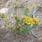 Hypericum linariifolium Habit