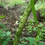 Amorphophallus paeoniifolius 樹皮