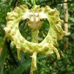 Monodora tenuifolia Flor