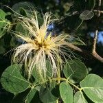 Albizia versicolor ফুল