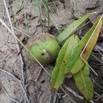 Landolphia lanceolata Φρούτο
