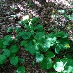 Doronicum pardalianches Habitat