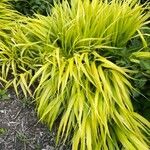 Hakonechloa macra Frunză