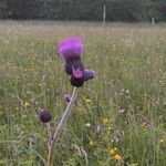 Cirsium rivulareBlomst