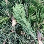 Juniperus sabina पत्ता