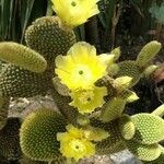 Opuntia microdasys برگ