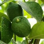 Citrus latifolia Fruit