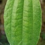 Buddleja asiatica Leaf