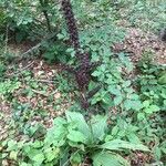 Veratrum nigrum 形態