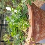 Pelargonium exhibens Habit