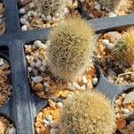 Echinopsis oxygona Hoja