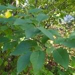Prunus virginiana Levél