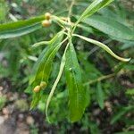 Salix lasiolepis Leaf