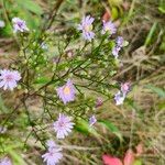 Symphyotrichum oolentangiense 花