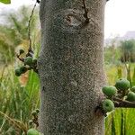 Ficus racemosa Bark