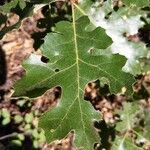 Quercus kelloggii Leaf
