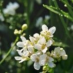 Armoracia rusticana Kwiat