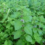 Mentha arvensis Цветок