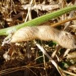 Glycine max Fruit