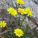 Hypochaeris robertia Flor