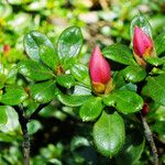 Rhododendron indicum Flower