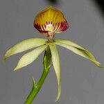 Prosthechea cochleata 花