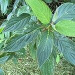 Cornus macrophylla Folha