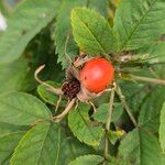 Rosa villosa Fruit