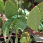 Tristerix verticillatus Hoja