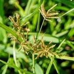 Cyperus rotundusЦвят