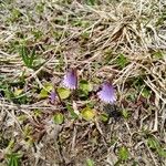 Soldanella pusilla Blüte