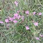 Dianthus deltoidesFlower