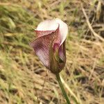 Calochortus venustus ᱵᱟᱦᱟ