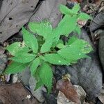 Phenax sonneratii Leaf